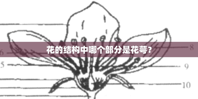花的结构中哪个部分是花萼？