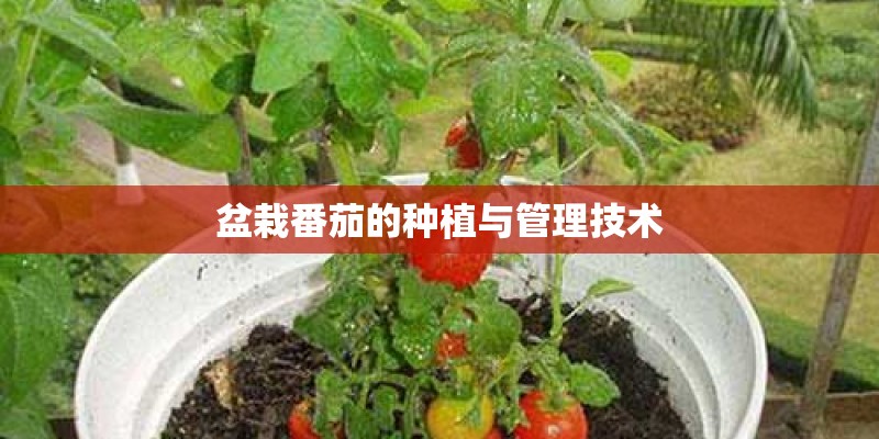 盆栽番茄的种植与管理技术
