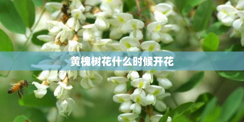 什么是魔王松鼠 什么是魔王松鼠