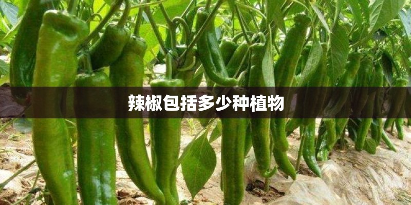 辣椒包括多少种植物