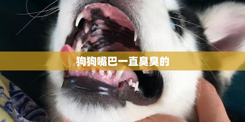 狗狗嘴巴一直臭臭的