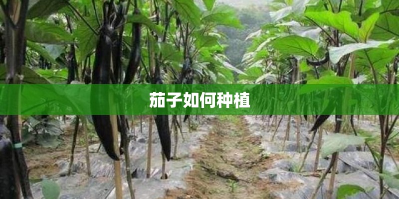 什么是魔王松鼠 什么是魔王松鼠