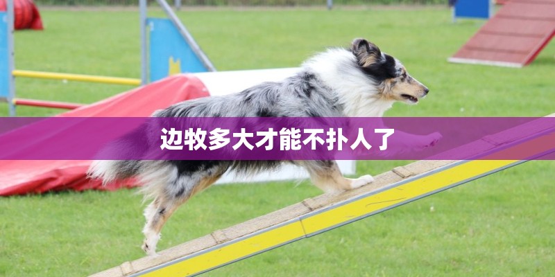 边牧多大才能不扑人了
