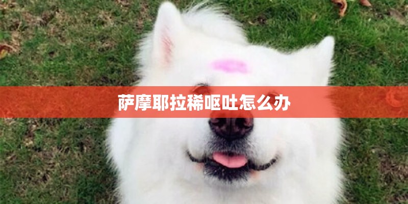 萨摩耶拉稀呕吐怎么办