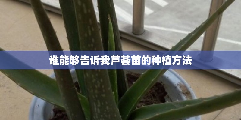谁能够告诉我芦荟苗的种植方法