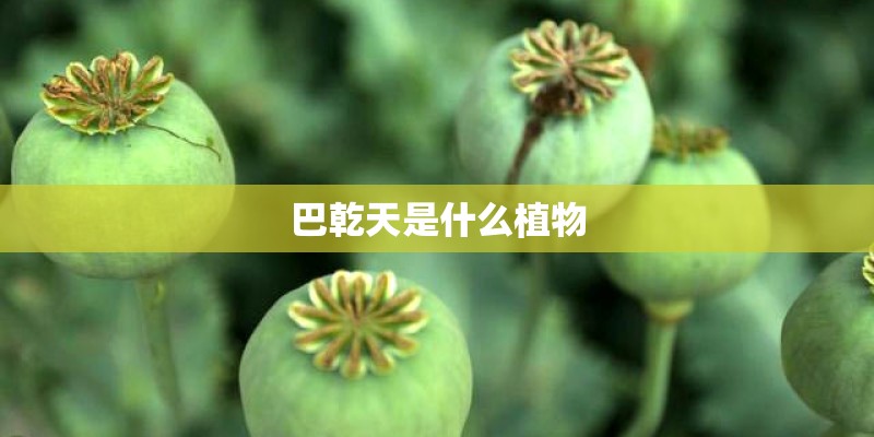 巴乾天是什么植物
