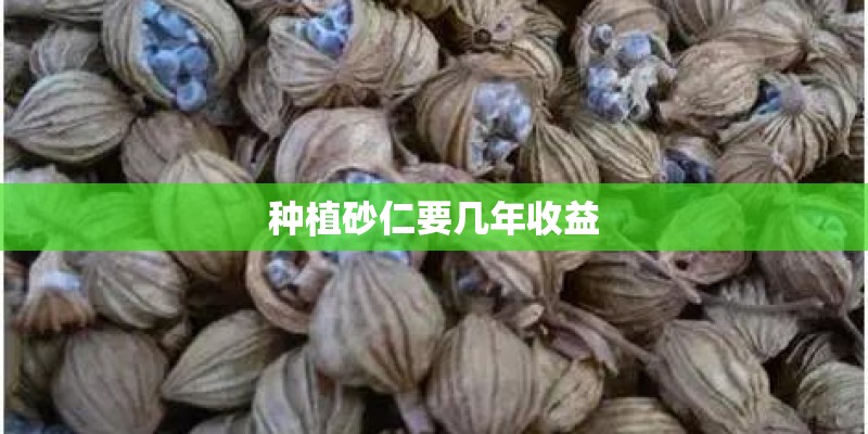 种植砂仁要几年收益