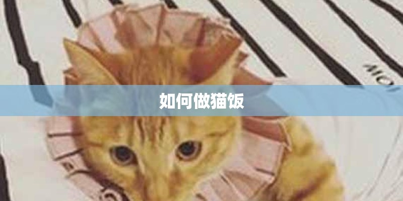 如何做猫饭