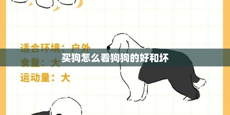 买狗怎么看狗狗的好和坏