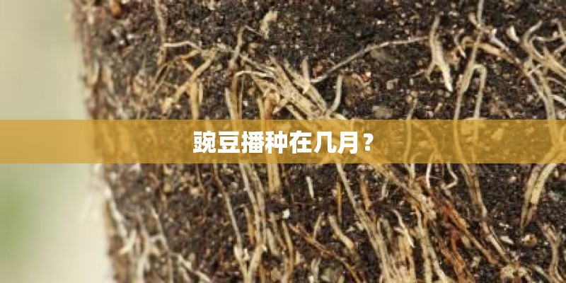 豌豆播种在几月？