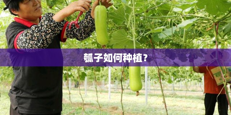 瓠子如何种植？