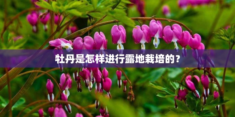 牡丹是怎样进行露地栽培的？