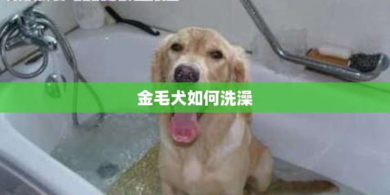 金毛犬如何洗澡