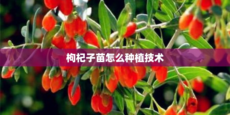 枸杞子苗怎么种植技术