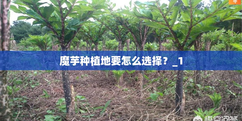 魔芋种植地要怎么选择？_1