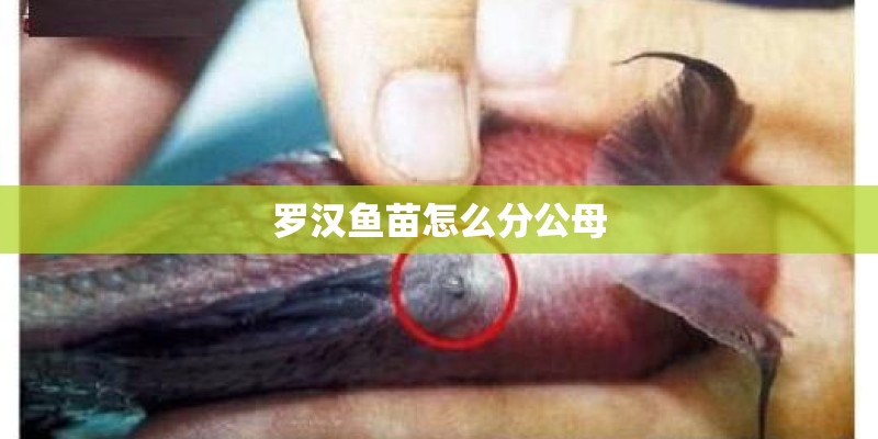 罗汉鱼苗怎么分公母