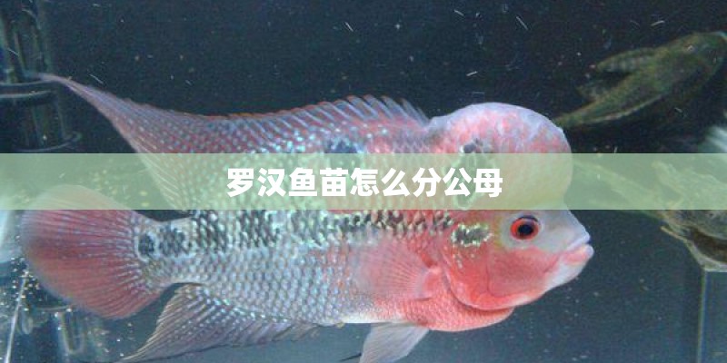 罗汉鱼苗怎么分公母