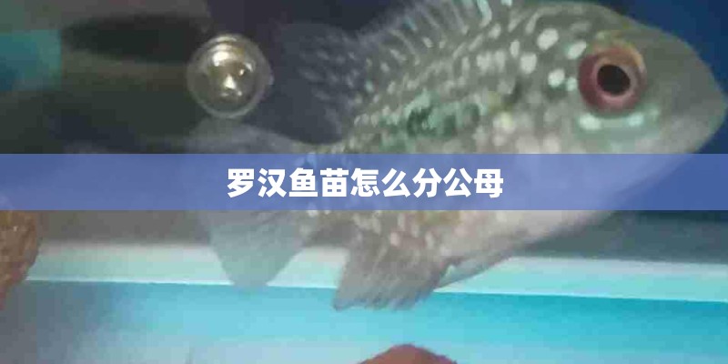 罗汉鱼苗怎么分公母