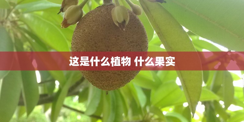 这是什么植物 什么果实