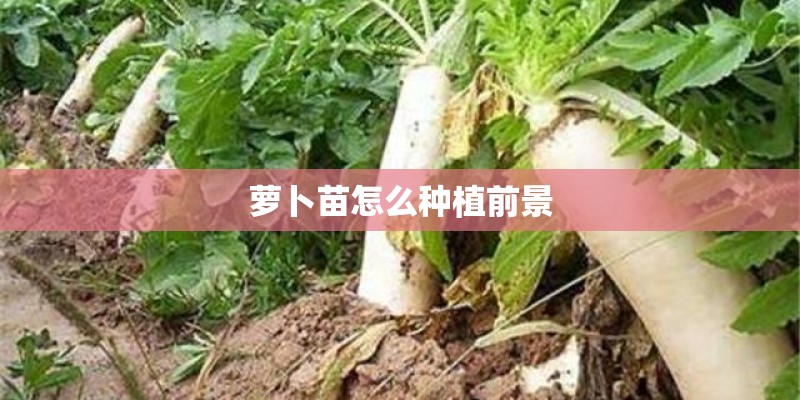 萝卜苗怎么种植前景