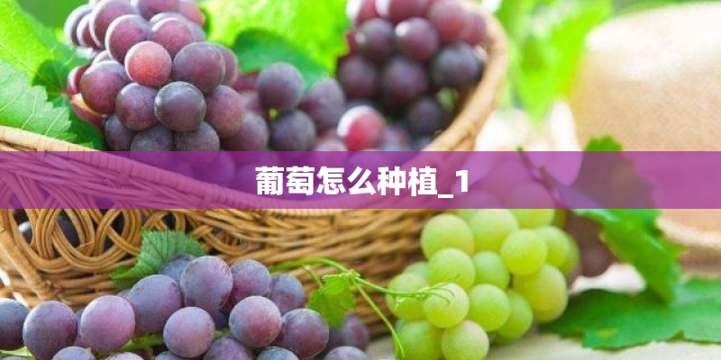 葡萄怎么种植_1