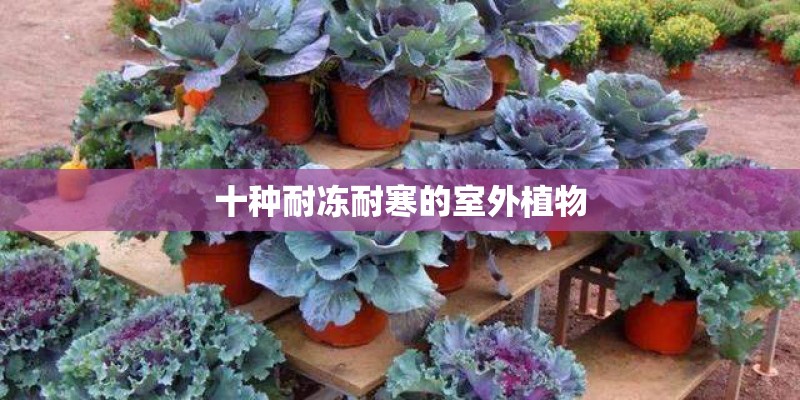 十种耐冻耐寒的室外植物
