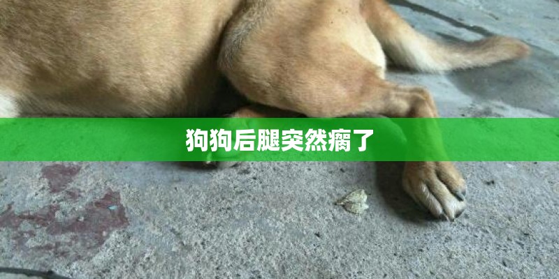 垂耳兔要怎么洗