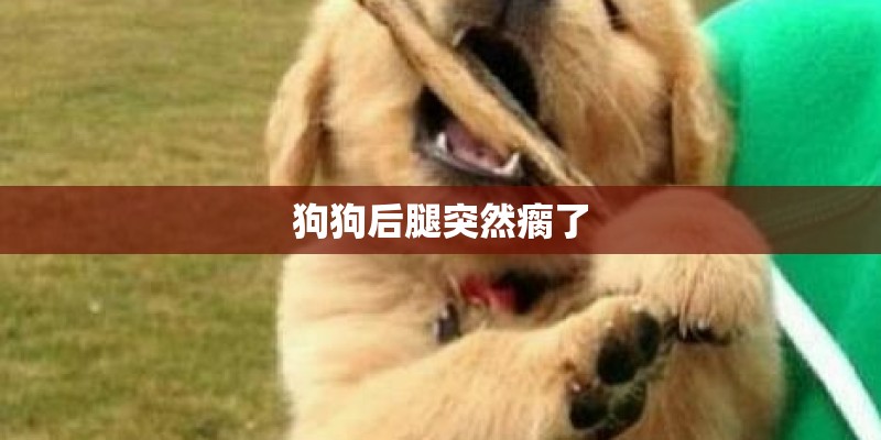 狗狗后腿突然瘸了