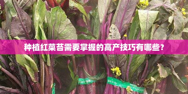 种植红菜苔需要掌握的高产技巧有哪些？