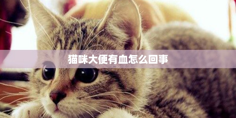 猫咪大便有血怎么回事