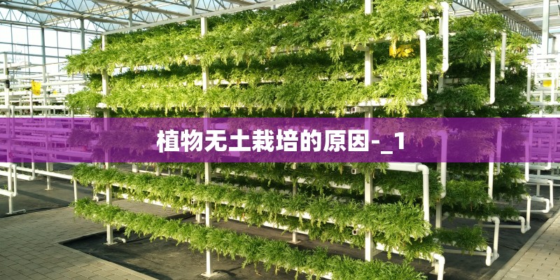 植物无土栽培的原因-_1