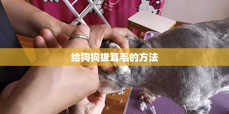给狗狗拔耳毛的方法