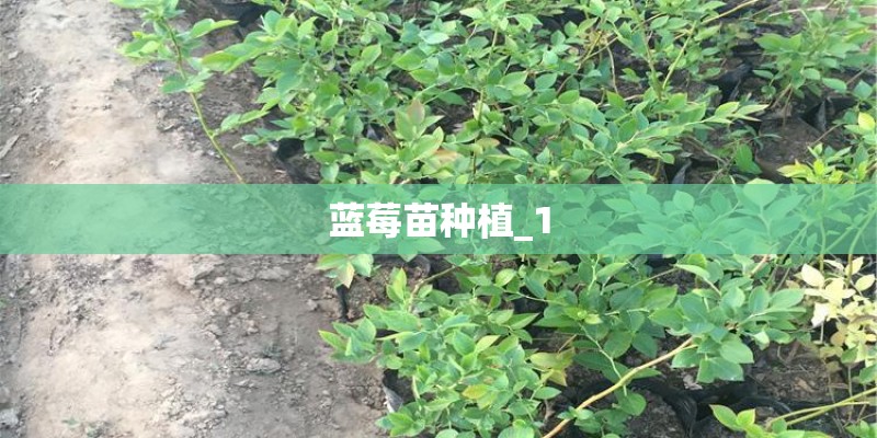 蓝莓苗种植_1