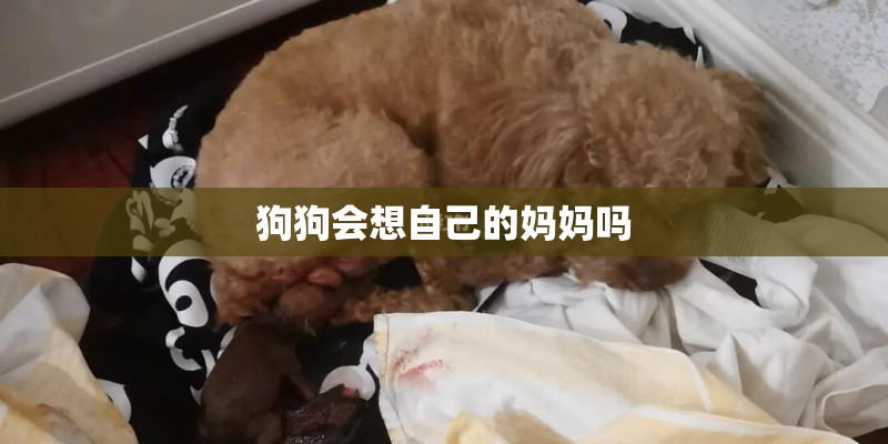 狗狗会想自己的妈妈吗