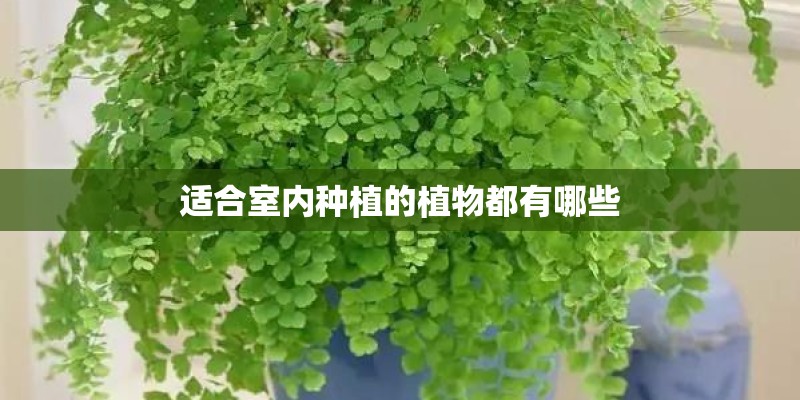 适合室内种植的植物都有哪些