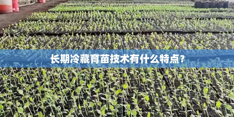 长期冷藏育苗技术有什么特点？