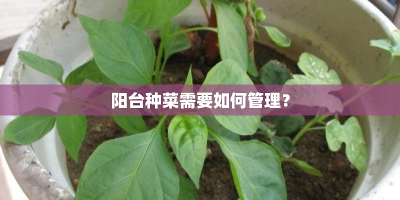 阳台种菜需要如何管理？