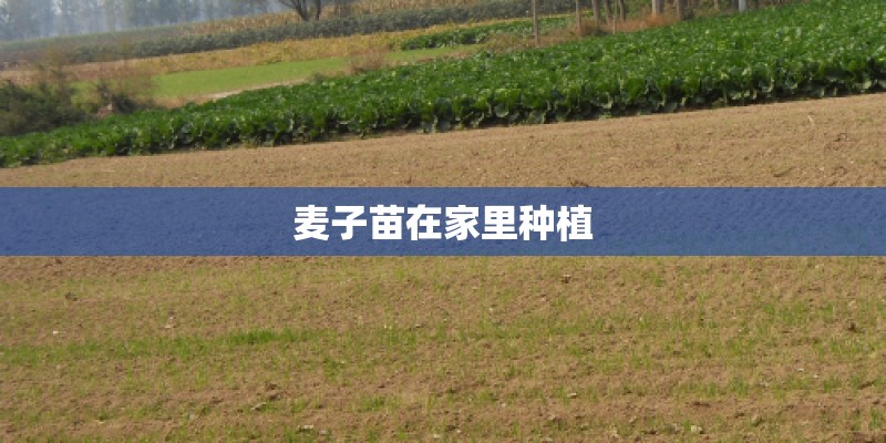 麦子苗在家里种植