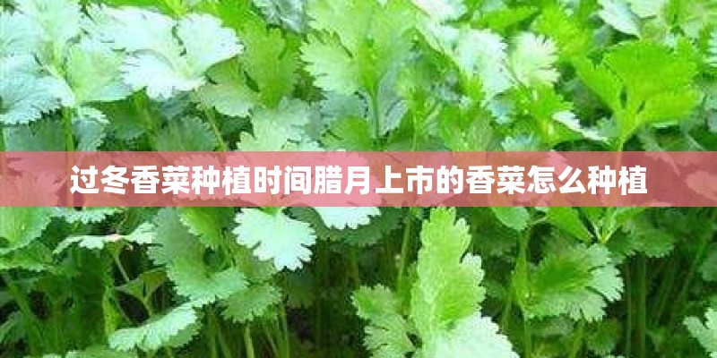 过冬香菜种植时间腊月上市的香菜怎么种植
