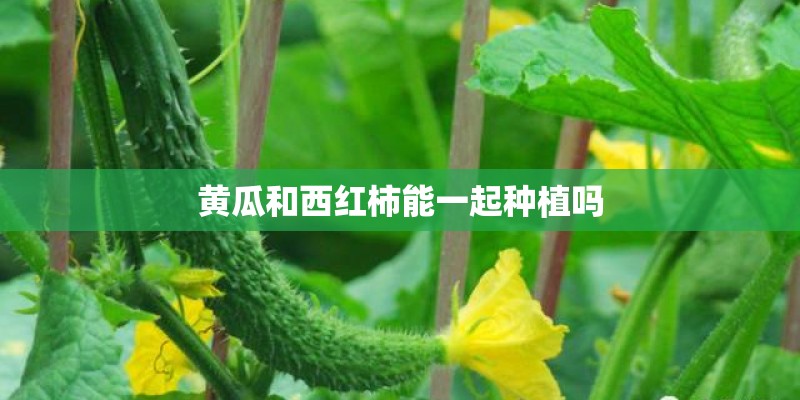 黄瓜和西红柿能一起种植吗