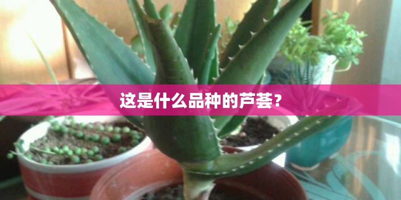 这是什么品种的芦荟？