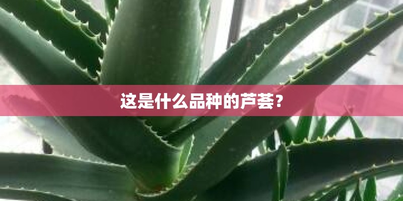 家庭花草植物种植有哪些技巧 家庭花草植物种植有哪些技巧