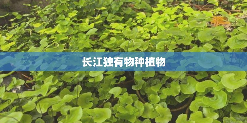 长江独有物种植物