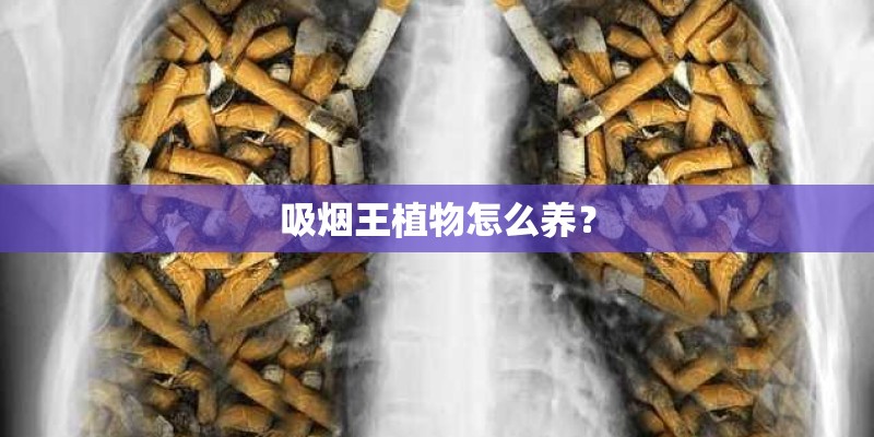 吸烟王植物怎么养？