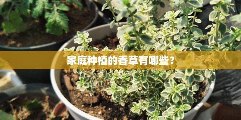 家庭种植的香草有哪些？