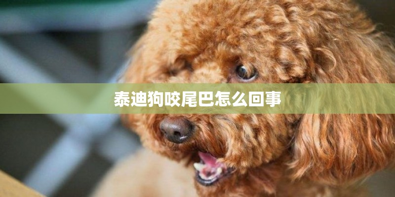 林下种植魔芋怎么管理可以高产？