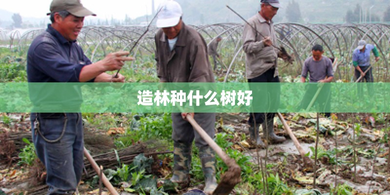 造林种什么树好