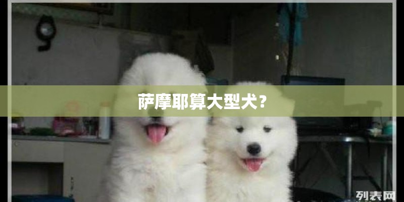 萨摩耶算大型犬？