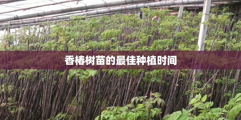 香椿树苗的最佳种植时间