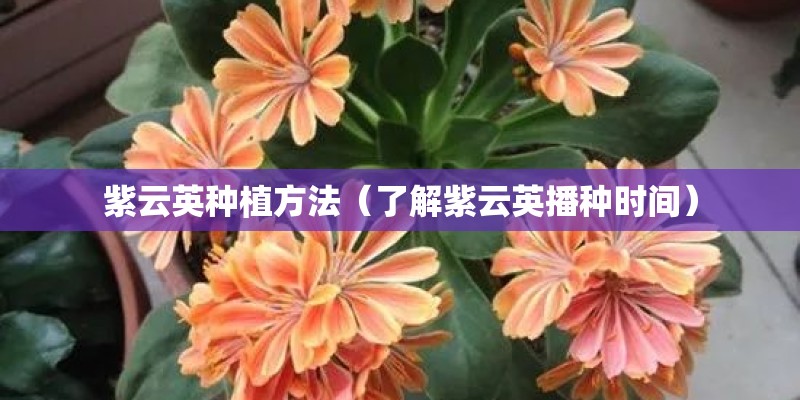 紫云英种植方法（了解紫云英播种时间）